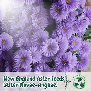 500 New England Aster Seeds Aster novae-angliae Perennial Purple Blooms Pollinator Friendly USA Grown Non-GMO
