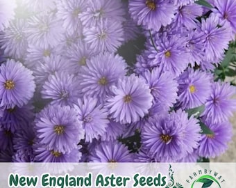 500 graines d'aster de la Nouvelle-Angleterre, graines de fleurs sauvages vivaces violettes, adaptées aux pollinisateurs