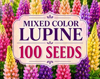 100 Mixed Color Lupine Seeds | Tall Colorful Flower Spikes | Cottage Garden Perennial Seeds | Pollinator Friendly Lupinus Flowers