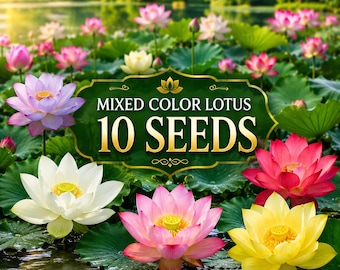 10 Lotus Seeds Mixed Colors | Water Lotus Flower Seeds | Bonsai Bowl Pond Plant | Indoor Outdoor Aquatic Garden | Colorful Lotus Seeds