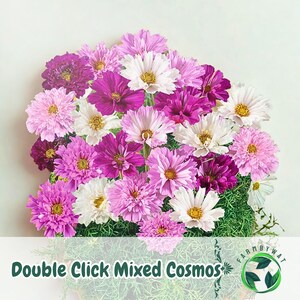 May include: A vibrant arrangement of mixed cosmos flowers in shades of pink, purple, and white, with yellow centers. The flowers are densely packed, creating a full, lush display. The text "Double Click Mixed Cosmos" is visible at the bottom.