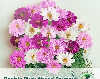 200 Double Click Cosmos Seeds – Mixed Pink, White, Crimson Blooms