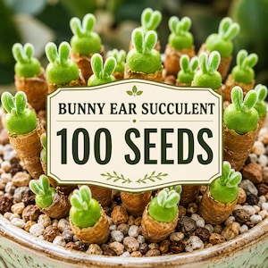 100 Bunny Ear Succulent Seeds – Monilaria Seeds, Rare Rabbit Succulent, Indoor Outdoor Container Garden, Unique Succulent Plant Seeds