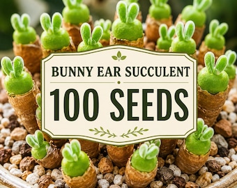 100 Bunny Ear Succulent Seeds – Monilaria Seeds, Rare Rabbit Succulent, Indoor Outdoor Container Garden, Unique Succulent Plant Seeds