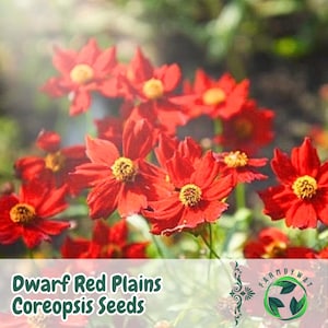 1000 Dwarf Red Plains Coreopsis Seeds Coreopsis tinctoria Bright Wildflower Heirloom Non-GMO USA Seller