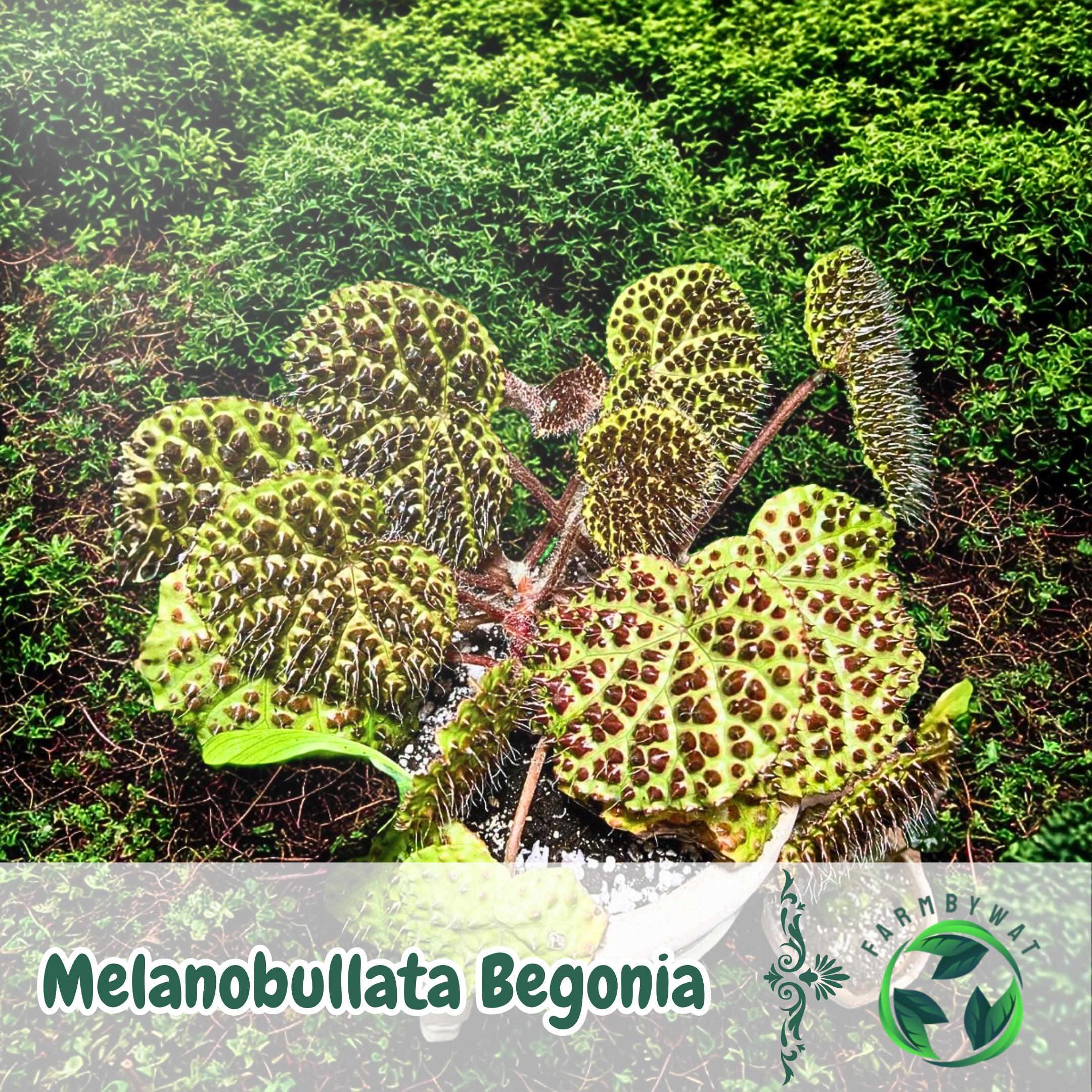 メラノブッラータベゴニア種子25種 – 庭、パティオ、コンテナ植えに