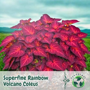 Könnte beinhalten: Nahaufnahme einer Superfine Rainbow Volcano Coleus-Pflanze. Die Blätter sind tief burgunderfarben mit leuchtend roten Adern. Der Text auf dem Bild lautet "Superfine Rainbow Volcano Coleus". Der Hintergrund zeigt grünes Gras und einen blauen Himmel.