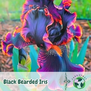 May include: A close-up of a Black Bearded Iris flower. The flower has deep purple petals with vibrant orange and pink edges. The text "Black Bearded Iris" is at the bottom of the image, along with a logo.