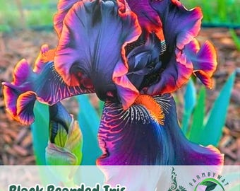 35 Black Bearded Iris Seeds | Rare Bicolor Purple-Orange Blooms | Elegant Perennial Flowers