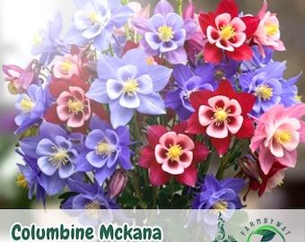 300 McKana Giants Columbine Seeds Aquilegia Mix Perennial Wildflower Mixed Colors Non-GMO Pollinator Friendly