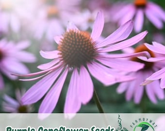 100 paarse zonnehoed zaden Echinacea purpurea vaste plant bestuiver tuin levendige bloemen VS verkoper non-ggo