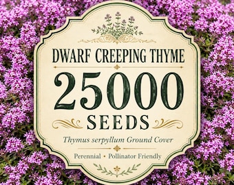 25000 Dwarf Creeping Thyme Seeds, Thymus Serpyllum Ground Cover Seeds, Perennial Herb, Pollinator Friendly Lawn Alternative