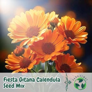 Op de afbeelding: Close-up van levendige oranje goudsbloembloemen met donkerbruine centra. De afbeelding bevat de tekst "Fiesta Gitana Calendula Seed Mix" in een groene banner. De bloemen staan in volle bloei, met enkele knoppen zichtbaar, tegen een donkere achtergrond.
