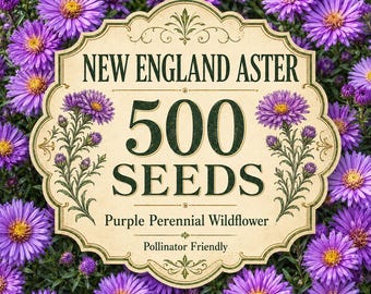 500 New England Aster Seeds, Purple Perennial Wildflower Seeds, Pollinator Friendly Native Flower, Symphyotrichum Novae-Angliae