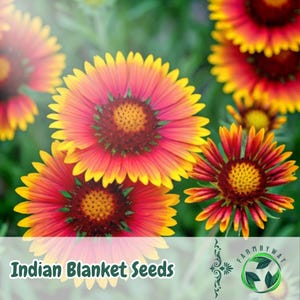 300 Indian Blanket Seeds Gaillardia pulchella Bright Blanket Flowers Wildflower Garden Pollinator Friendly Seeds