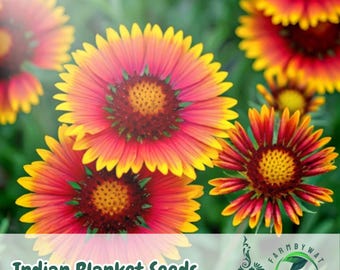 300 semillas de flor de manta india: Gaillardia pulchella, flor silvestre amigable con los polinizadores