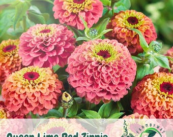 100 Queen Lime Red Zinnia Seeds – Unique Rose-Red Garden Flowers