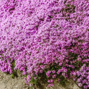 May include: A close-up of a field of pink flowers. The flowers are in full bloom and cover the entire field.