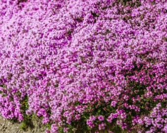 25000 nasion tymianku płożącego karłowatego: Thymus Serpyllum, roślina okrywowa