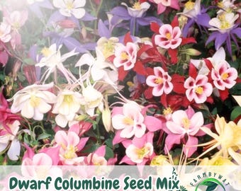 300 semi di aquilegia nana, mix di fiori impollinatori colorati, perenne non OGM, venditore negli Stati Uniti
