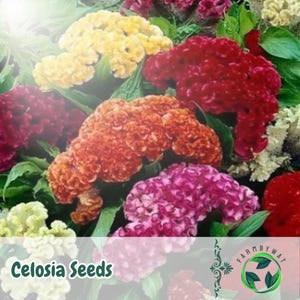 500 Celosia Seeds Crested Cockscomb Mix Non-GMO Heirloom Flower Seeds Vibrant Annual Blooms USA Seller Easy to Grow
