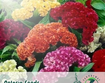 500 Celosia Cockscomb Seeds: Heirloom Vibrant Flower Mix