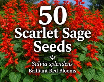 50 semi di salvia scarlatta / Salvia splendens / Fiori rosso brillante / Semi di fiori da giardino che attirano gli impollinatori / Fiore che attira i colibrì