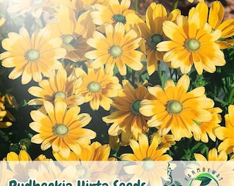 25 Green Eyes Rudbeckia Samen: Einheimische Wildblume, zieht Bestäuber an