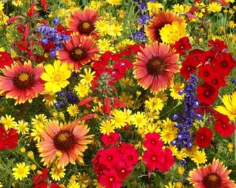 1000 Perennial Wildflower Seed Mix: Pollinator Garden, Attracts Bees & Butterflies