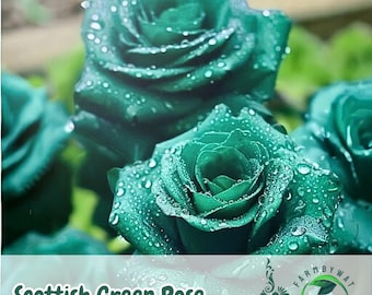 20 Scottish Green Rose Seeds | Rare Non-GMO Heirloom Variety | Unique Green Roses