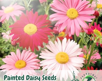 200 Painted Daisy Seeds Chrysanthemum carinatum Colorful Annual Wildflower Non-GMO Heirloom USA Seller