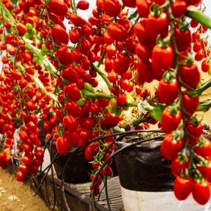 Seedless Tomato Seeds - Etsy