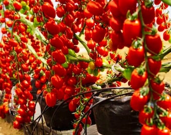 200 Cherry Pink Grape Tomato Seeds: Heirloom, Non-GMO