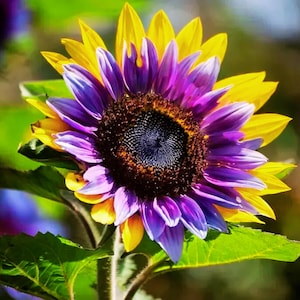 50 Rare Purple Heart Sunflower Seeds | Unique Purple Blooms | Annual Garden Flowers | Non-GMO