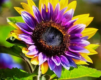 ヒマワリです。 希少なパープルハート型ひまわりの種50粒 – ユニークな二色の花