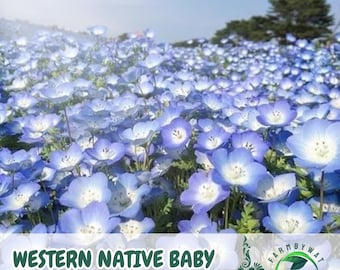 200 Baby Blue Eyes Samen Nemophila menziesii Einheimische Wildblume, Nicht-GMO, einfach zu züchten, bestäuberfreundlich