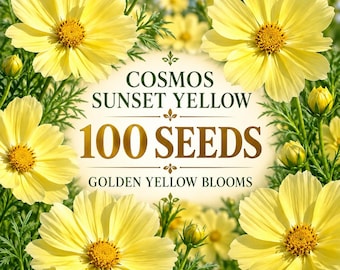 100 Cosmos Sunset Yellow Seeds – Non-GMO Heirloom Flowers, Golden Yellow Blooms, Pollinator Friendly, Easy Grow Annual Flower Seeds