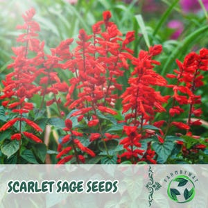 50 Scarlet Sage Seeds: 50 Salvia Splendens, Brilliant Red Flowers, Pollinator Friendly