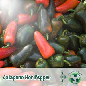 100 Jalapeño Hot Pepper Seeds Heirloom Medium Heat Peppers Non-GMO Garden Vegetable Seeds USA Seller