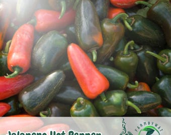 100 Jalapeño Pepper Seeds: Heirloom Non-GMO Medium Heat