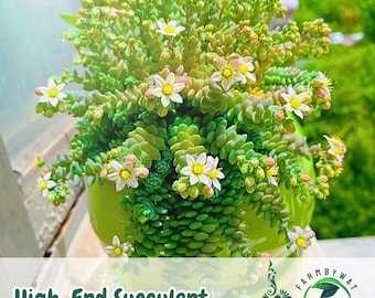200 graines de Sedum dasyphyllum « Major » | Variété succulente rare | Couvre-sol rustique