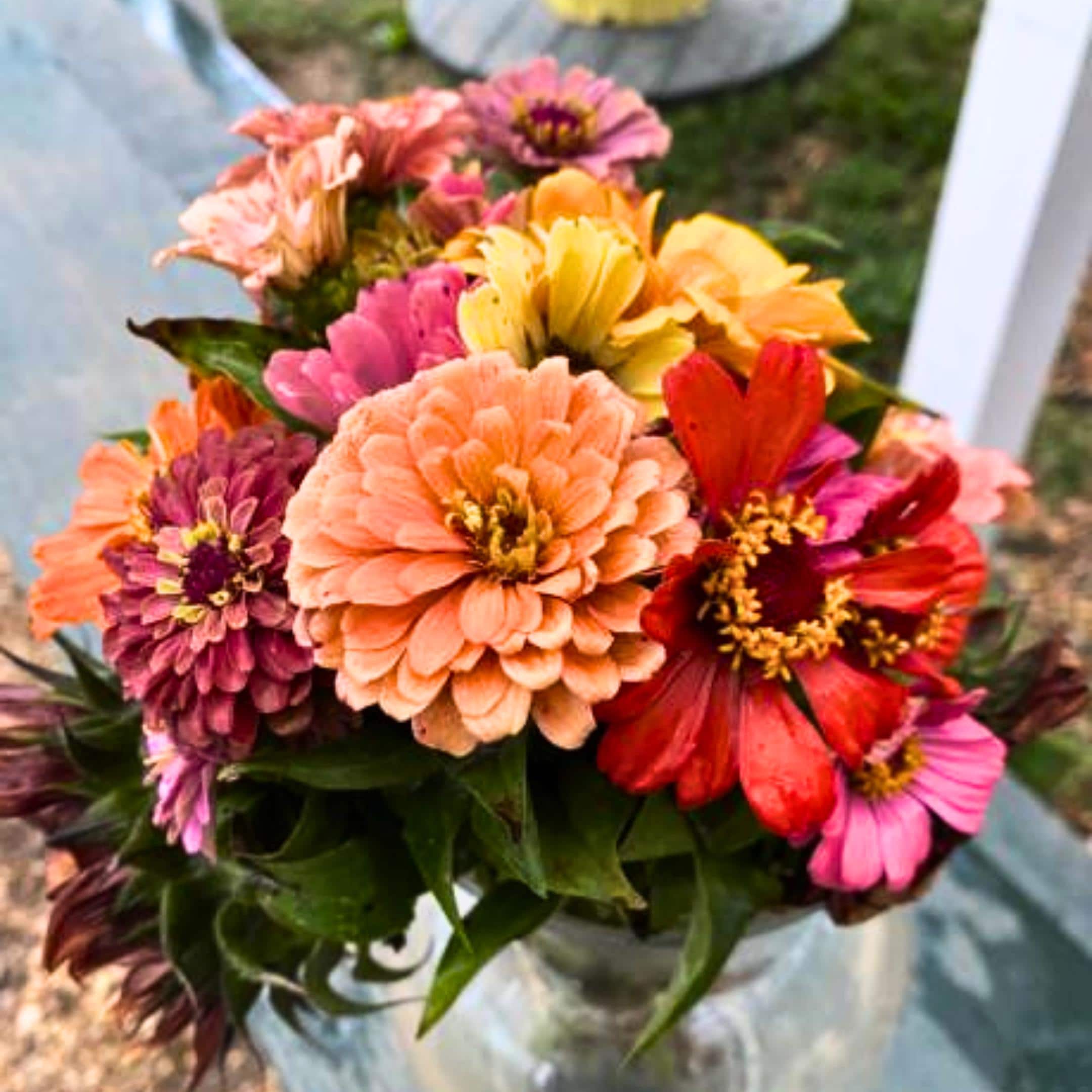 300 Zinnia Summer Mix Seeds Colorful Garden Flowers, Hummingbird