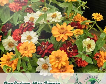 100 semillas de zinnia Profusion Mix – Flores coloridas para macizos, bordes y plantas en contenedores
