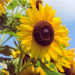 45 Multi-Headed Sunflower Seeds | Rare Garden Blooms | Stunning Multi-Bloom Variety | Non-GMO Easy Grow Seeds