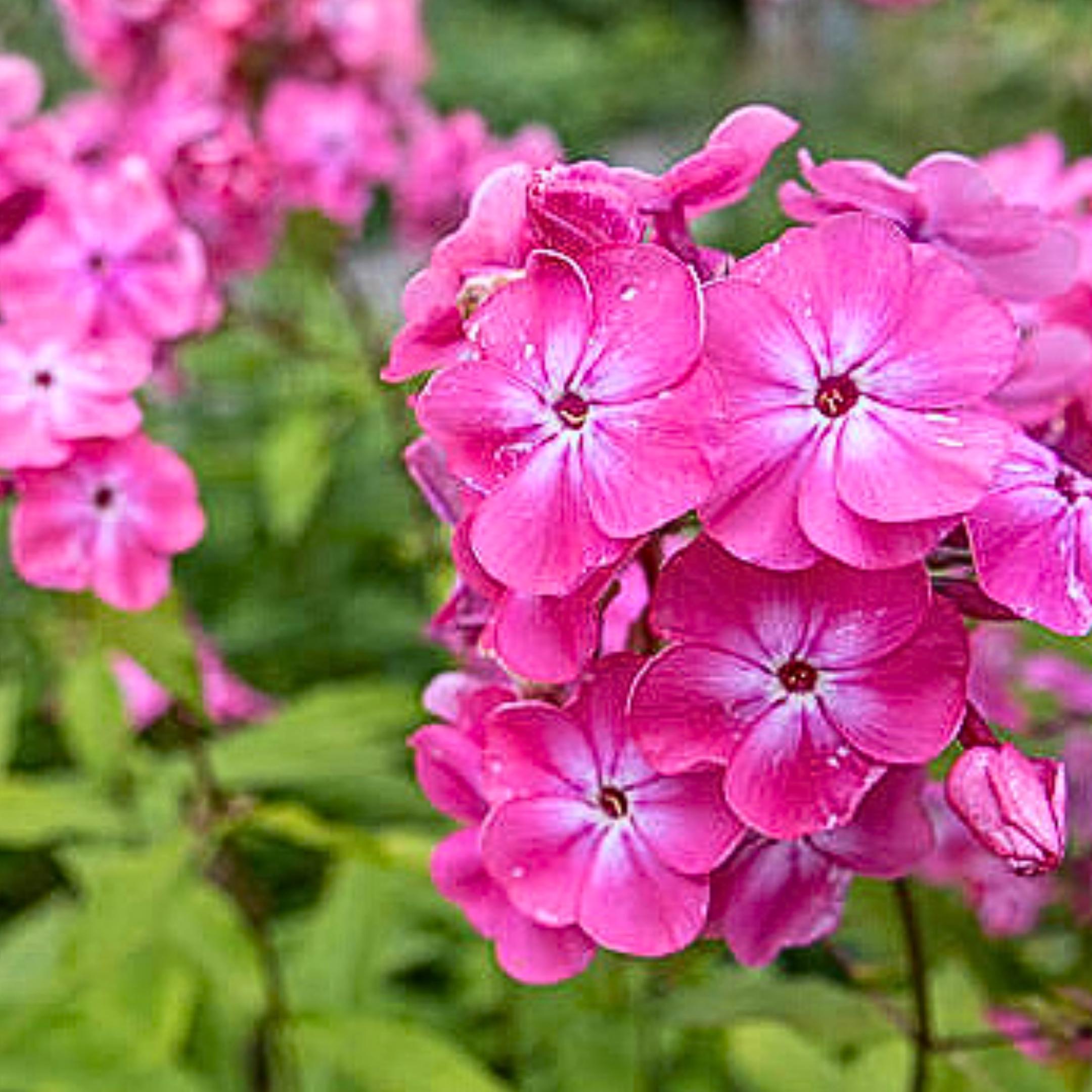 100 Bubblegum Pink Phlox Seeds – Fragrant Garden Flowers - Etsy