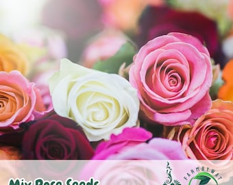 5 Rare Mixed Rose Seeds: Unique Perennial Flower Varieties