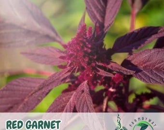 150 Red Garnet Amaranth Seeds: Striking Red Blooms, Pollinator-Friendly