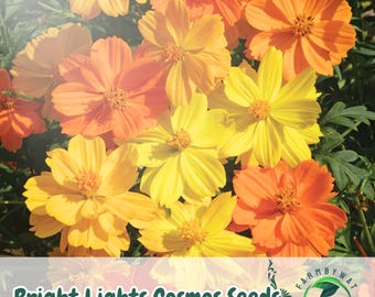 50 Bright Lights Cosmos Seeds: Orange & Yellow Blooms, Pollinator-Friendly