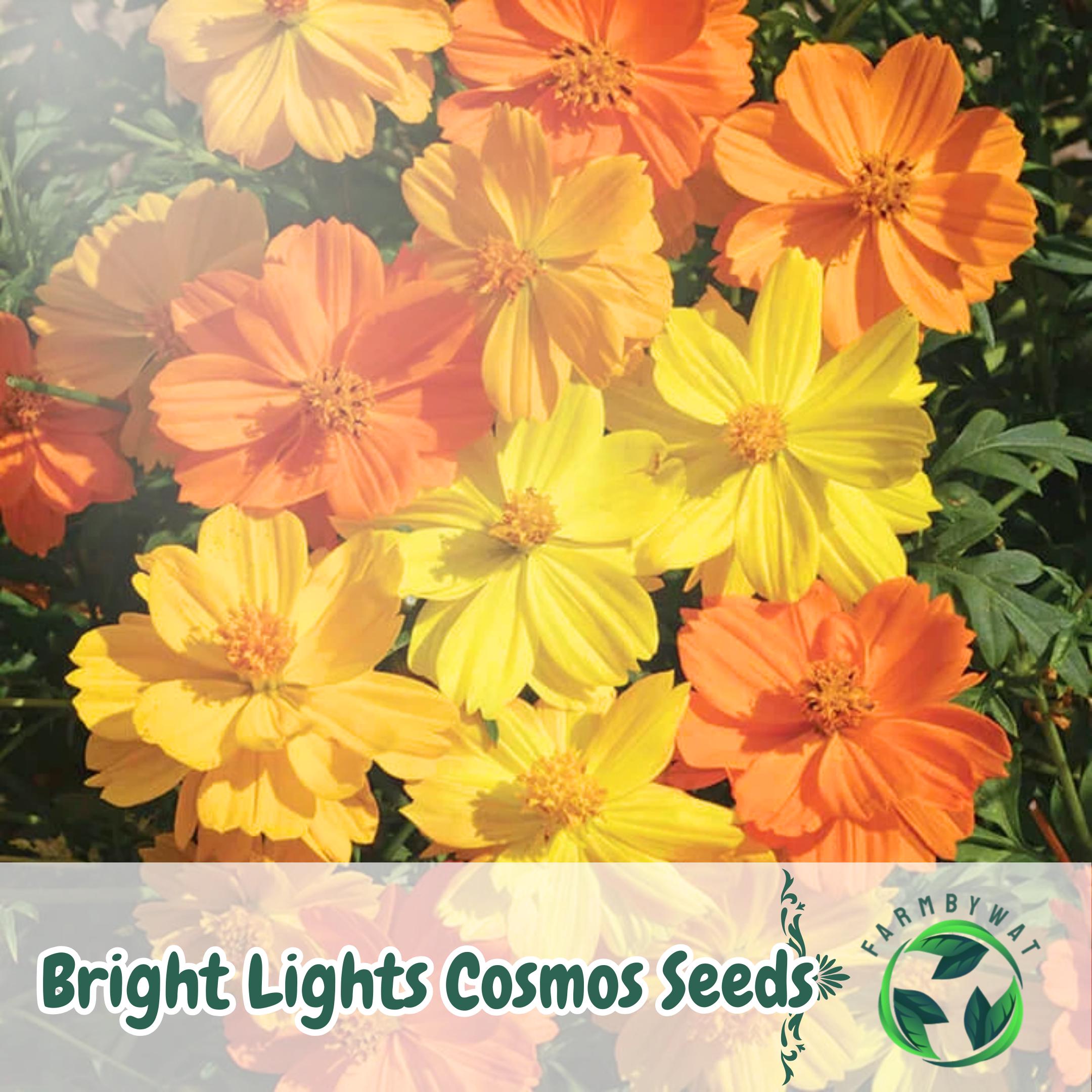 50 Bright Lights Cosmos Seeds: Orange & Yellow Blooms, Pollinator
