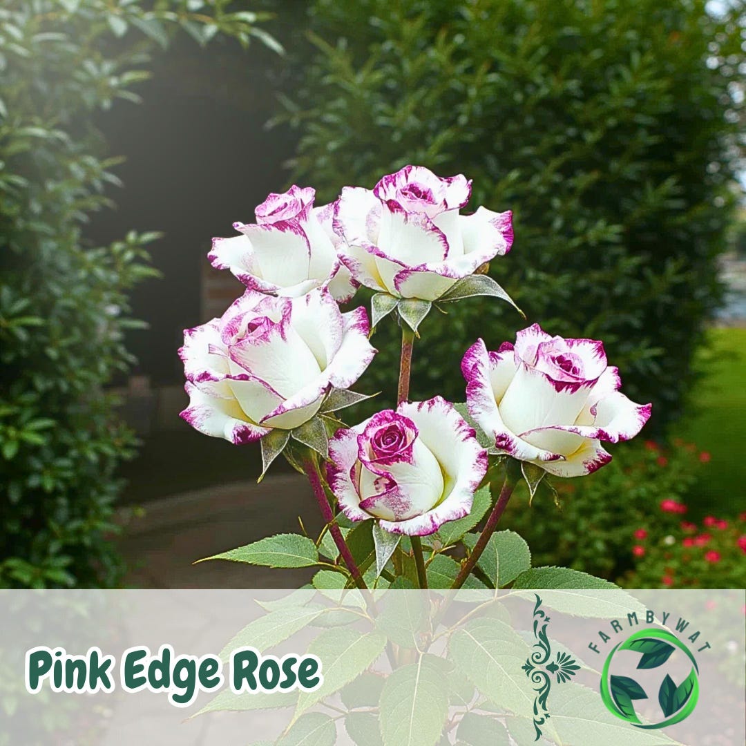 50 Pink Edge Rose Seeds – Elegant Two-tone Blooms for Garden, Patio, or ...